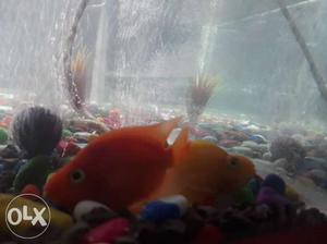 Two Orange Pet Fishes