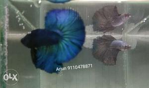 Valentines days special imported bettas in crown