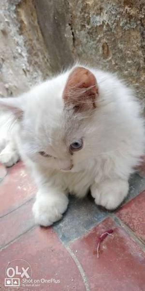 White Persian Cat