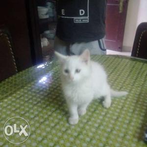 White and black and white persian Kittens for