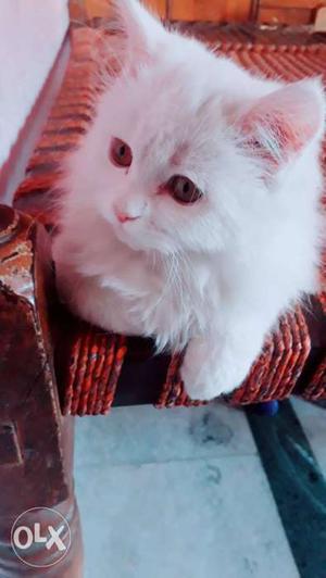 White and brownPersian Kitten 2.5 month old