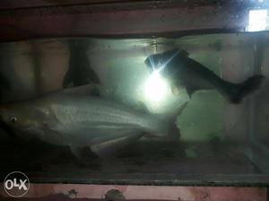 White small shark and black with saker cat sale