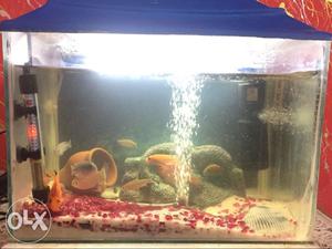 Yellow And Gray Fishes And Fish Tank With Blue Frame
