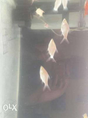 12 tin foil barb fish at cheap rate.only 350 rs