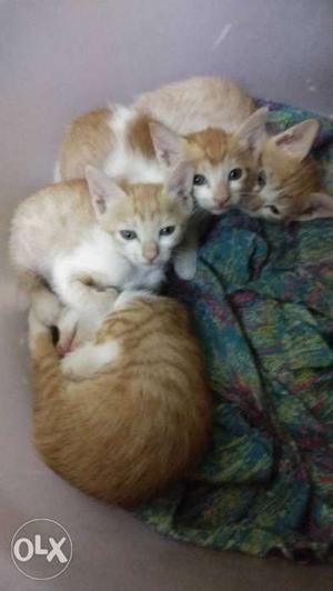 2 adorable and cute 1 and half month old kittens