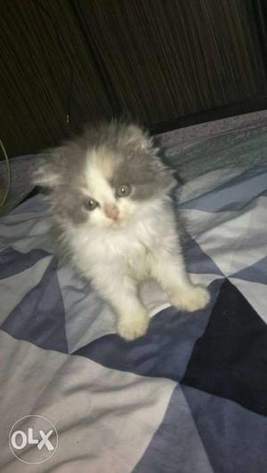 2 quality persian kittens avail AGE  DAYS