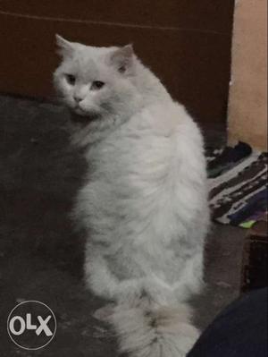 2 yrs old Nick Name Lusi Male percian cat
