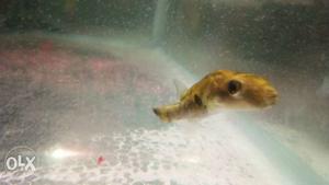 A 2.5 inch puffer fish for sale