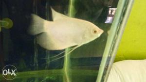 A 5 inch giant gourami for sale