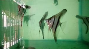 Altum angelfish wild caught