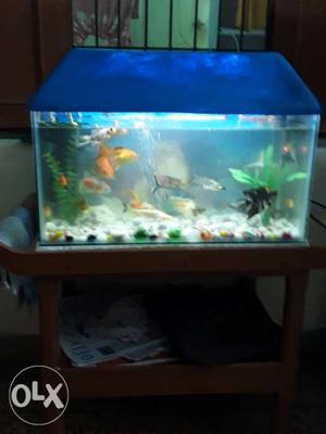 Aquarium is very good condition 35 fish's and 2