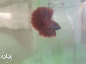 Betta red ohm and mustard gas hm pair for sale.