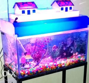 Blue-frame Lighted Fish Tank