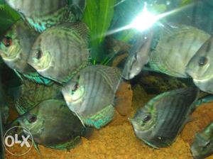 Discus fish blue dimeand with tropical green with