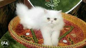 Exotic Persian kittens available