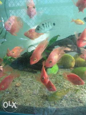 Fish in good quality and cheap price, nice color