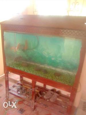 Fish tank for sale with fishes