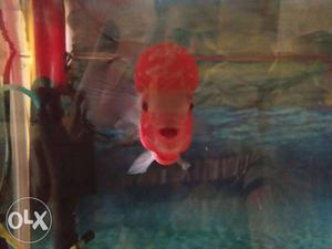 Flowerhorn fish with head and full coloration one