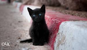 Good Black kittans with Blue eyes
