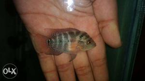 Good quality Flowerhorn babies available at