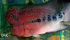 Gray And Beige Flowerhorn Cichlid