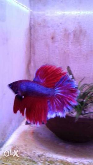 Halfmoon Betta Fish