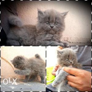 Healthy Persian female kitten