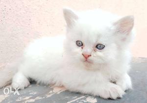 Healthy white male Persian kitten...