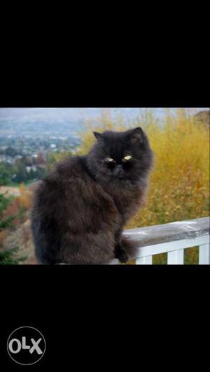 Hybrid Black Persian cat kitten male,,