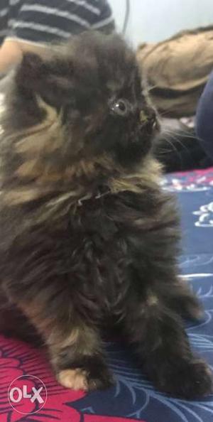 Long-coated Black And Brown persian kitten