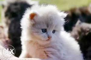 Long-furred White Kitten