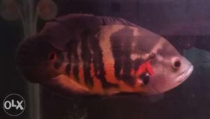 Oscar Fish For Sale