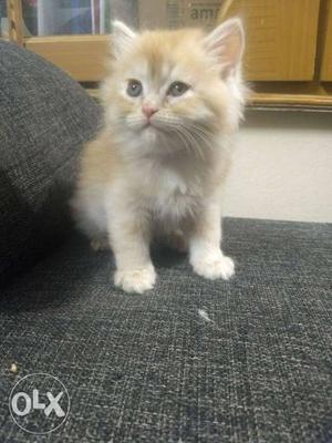 Persian cat kittens for best price negotiable 45