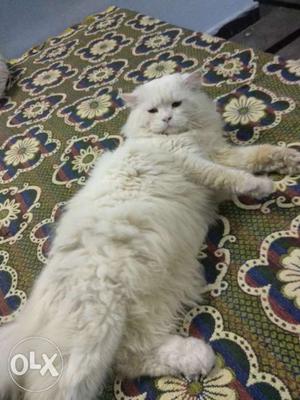 Persian cat male for sale, royal looks, litter