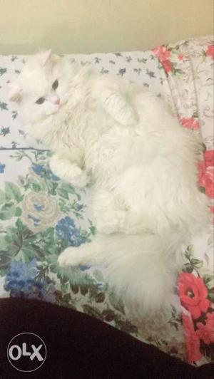Pure Breed White Persian Male ONLY FOR MATING NOT