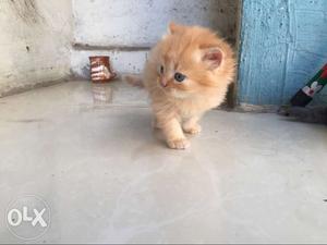 Pure persian kitten, Age-35 days,colour-brown