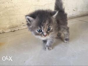 Pure persian kitten,Age -more than 35 days,