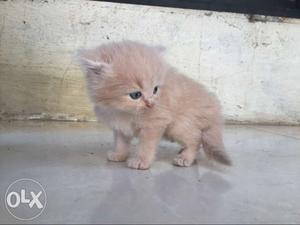Pure persian kitten,age more than 35 days