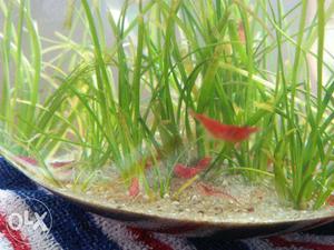 Red Shrim high breed 4pair 100rupee only