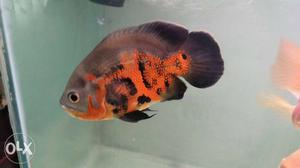 Red oscar confirm female for sale