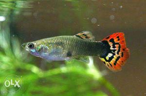 Seven colour guppy very healthy and active 100per pair 2pair
