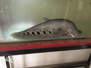 Silver Fish With Spots