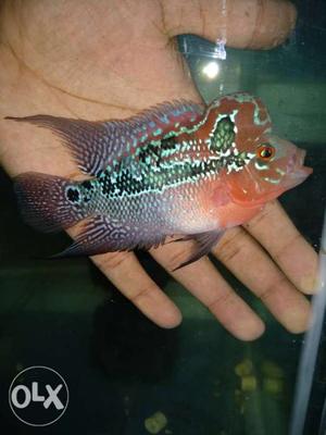 Super red dragon Flowerhorn