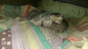 Three Short-fur Brown Kittens