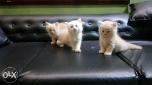 Three kittens 52 days