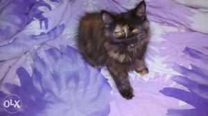 Very active friendly Persian Cat. 3 months going
