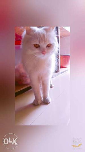 White Persian female cat 9 month old