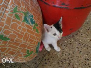White kitten with black bush like tail and black
