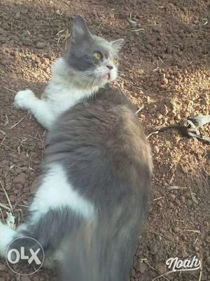 1yr nd 2mnth old male persion cat for sale