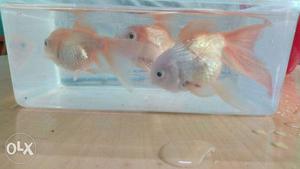 3 fantail goldfish